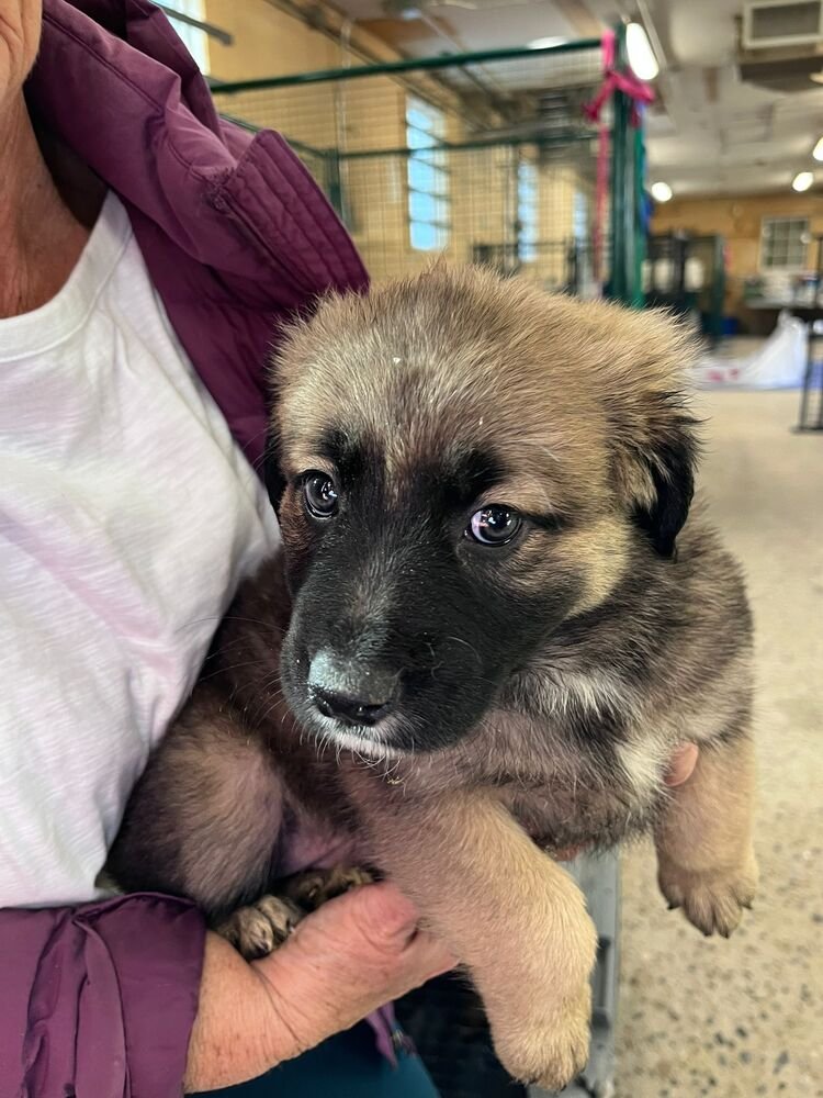 PEACE - Labrador Retriever / Shepherd available for adoption
