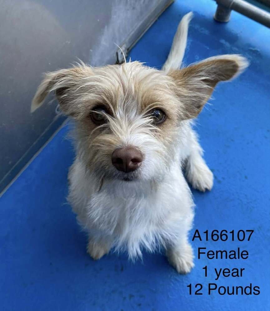 YAHTZEE - Terrier / Terrier available for adoption