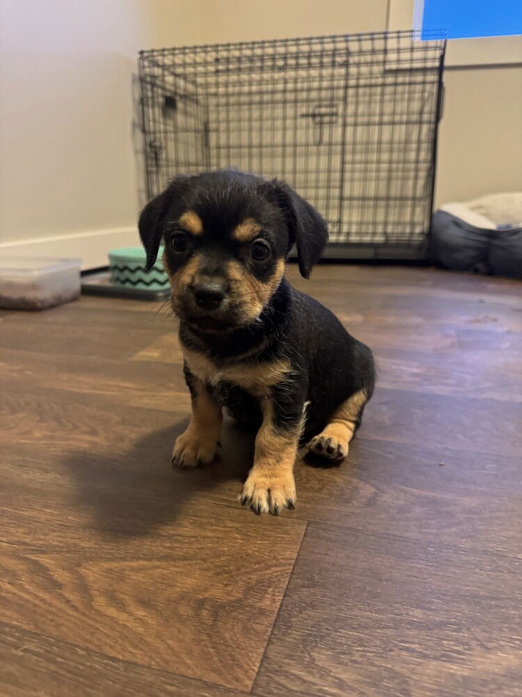 TODA - Chihuahua / Dachshund available for adoption