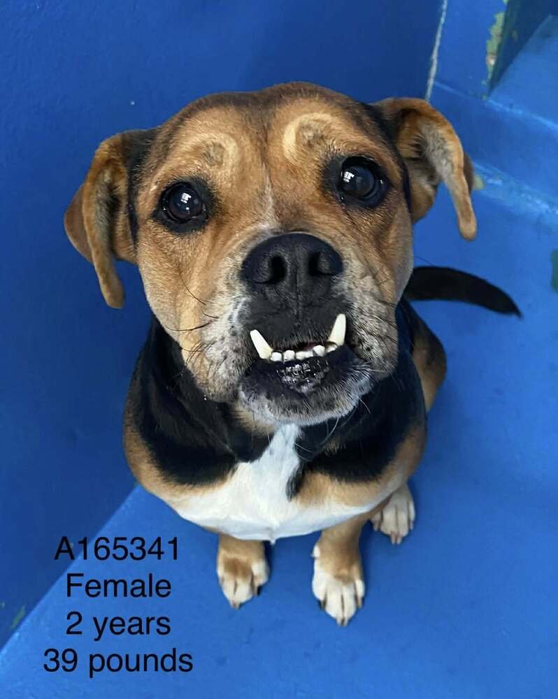 MISS PAC-MAN - Boxer / American Bulldog available for adoption