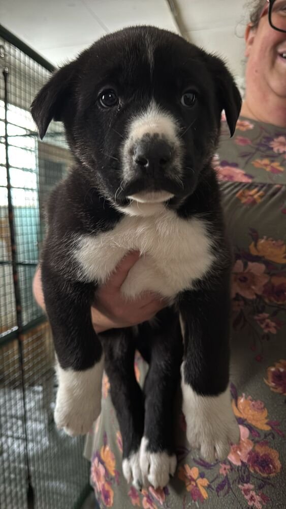 EZRA - Black Mouth Cur / Terrier available for adoption