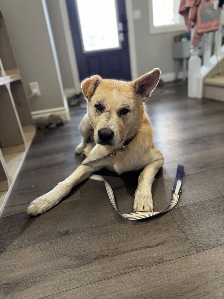 RAFAEL - Labrador Retriever / Husky available for adoption