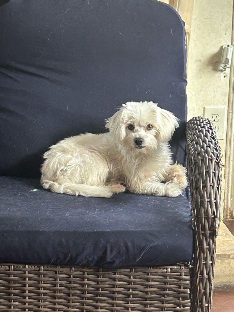 BINN - Maltese / Maltese available for adoption
