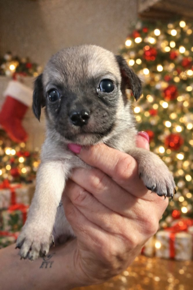BANDIT - Terrier / Poodle (Miniature) available for adoption