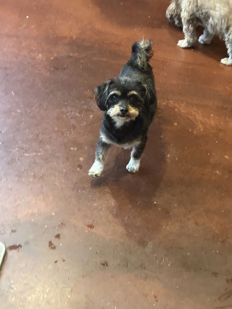 BARTLES - Havanese / Yorkshire Terrier Yorkie available for adoption