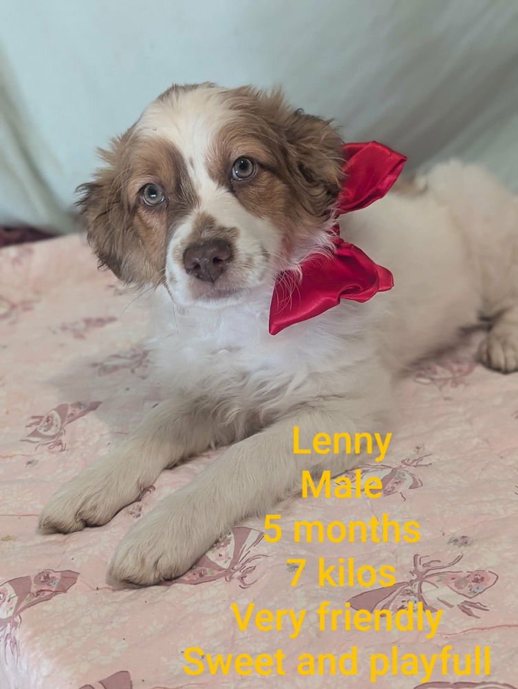 LENNY - Australian Shepherd available for adoption