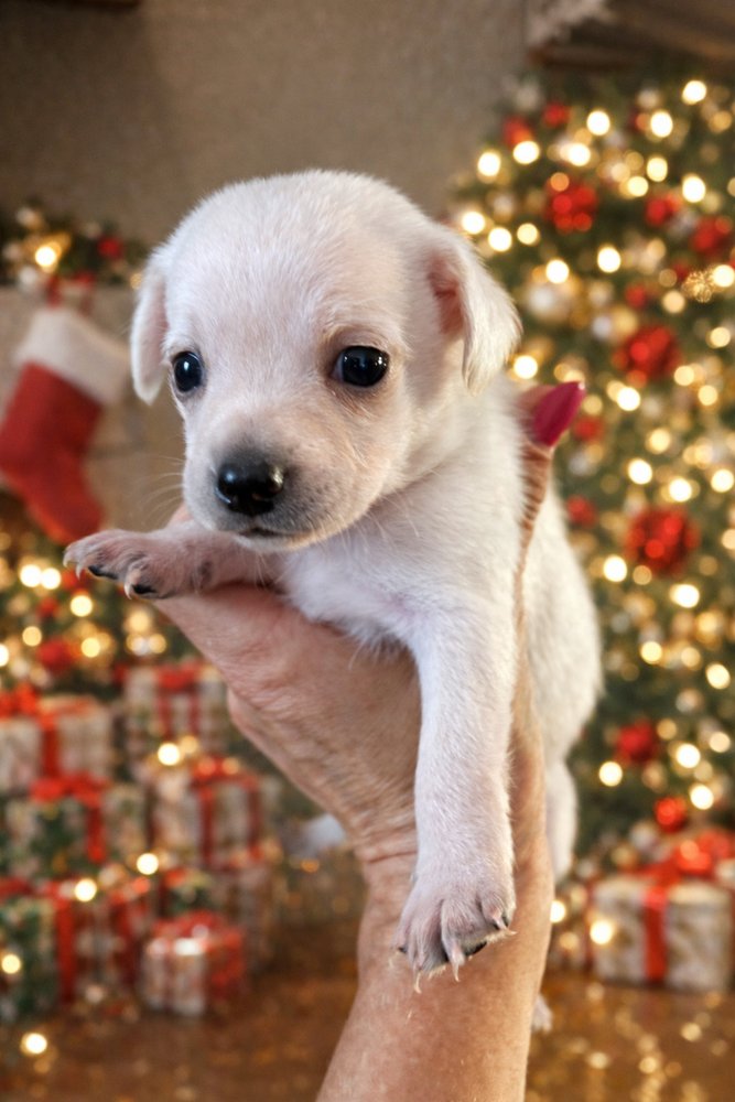 TRIXIE - Shih Tzu / Terrier available for adoption