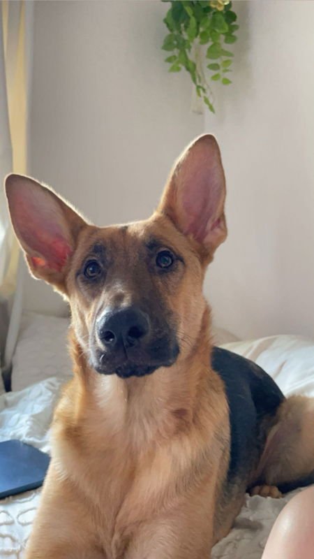 NOVA - German Shepherd Dog available for adoption