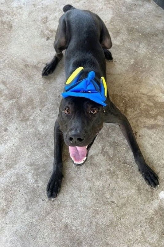 JELLO - Belgian Shepherd Malinois / Labrador Retriever available for adoption