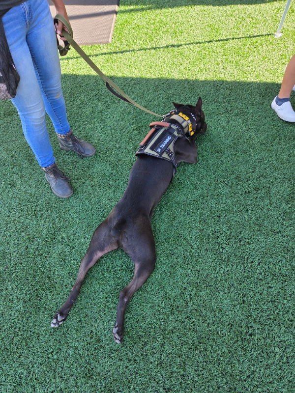 JELLO - Belgian Shepherd Malinois / Labrador Retriever available for adoption