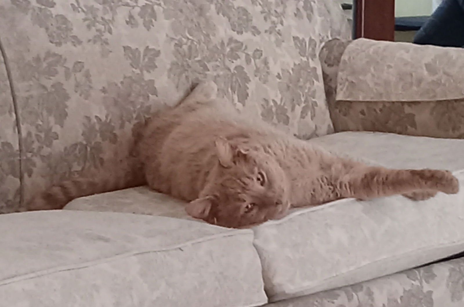 BUDDY - Domestic Short Hair available for adoption