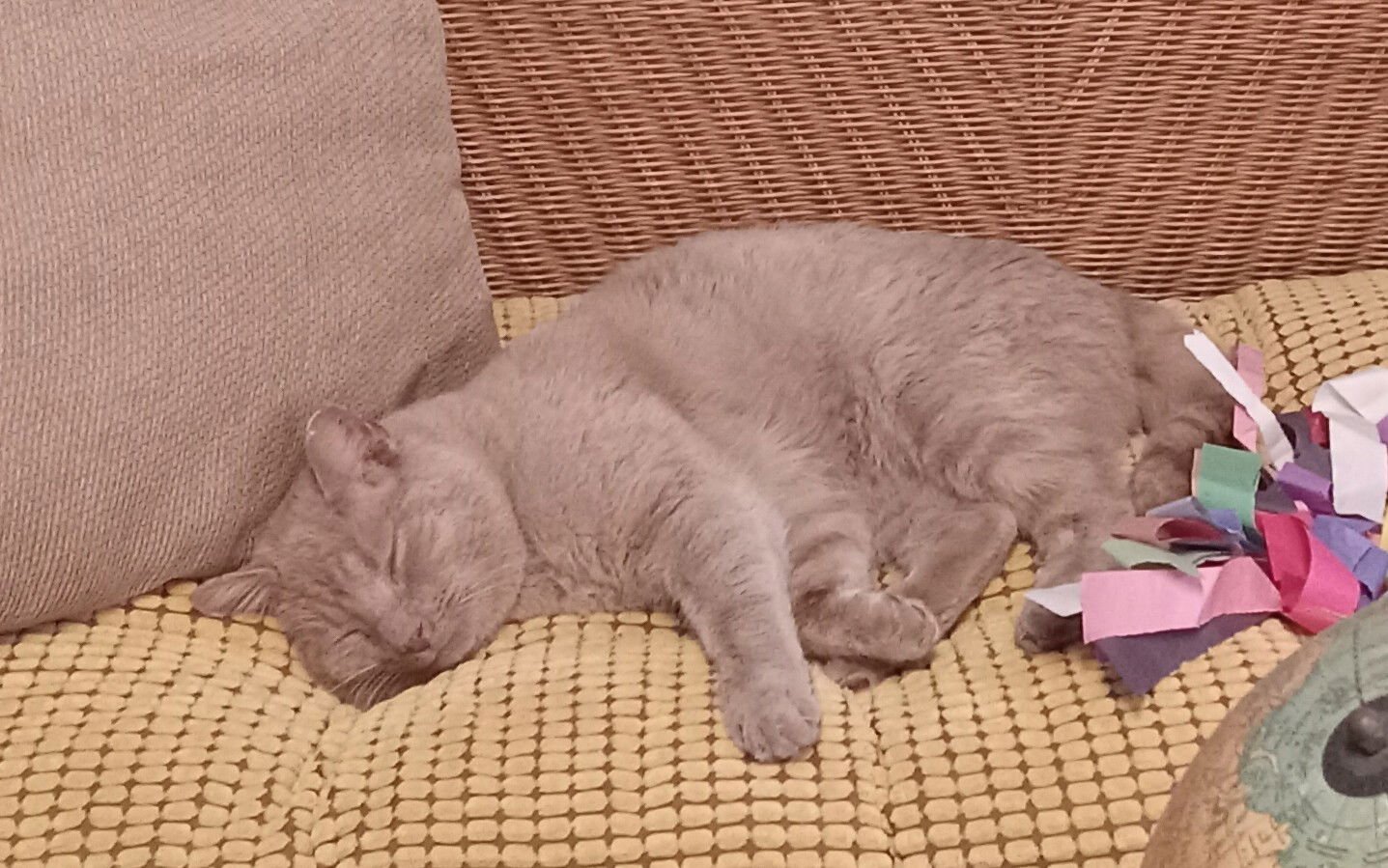 BUDDY - Domestic Short Hair available for adoption