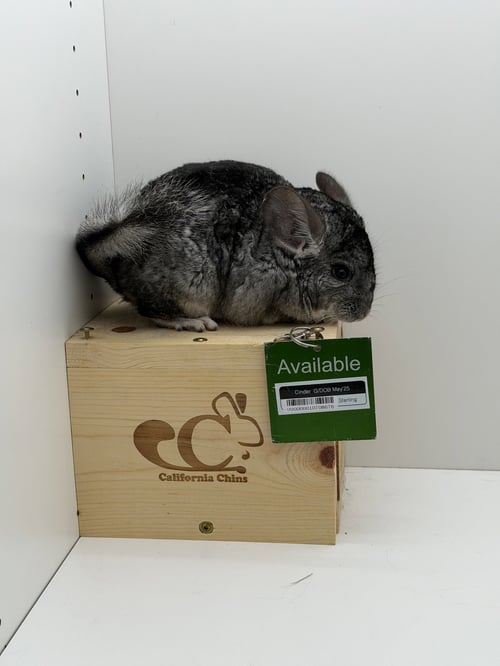 CINDER - Chinchilla available for adoption
