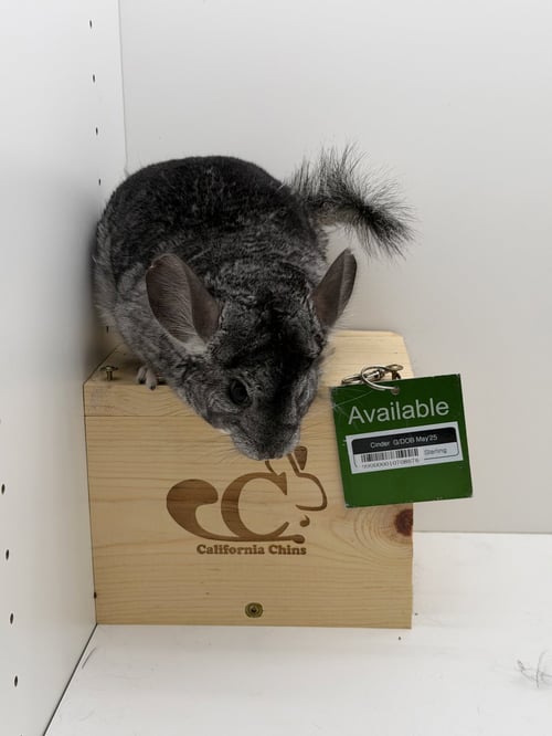 CINDER - Chinchilla available for adoption