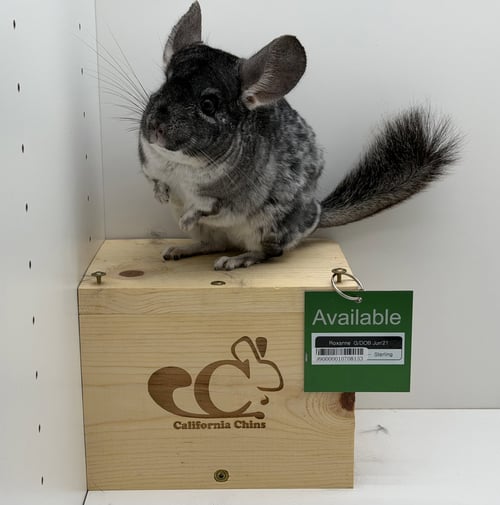 ROXANNE - Chinchilla available for adoption