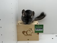 Roxanne - Photo 2