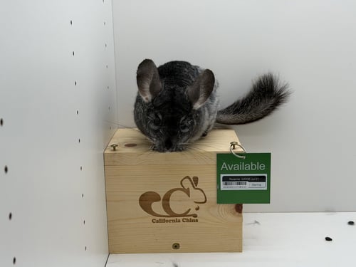 ROXANNE - Chinchilla available for adoption