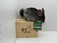 Roxanne - Photo 3