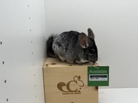 Roxanne - Photo 4