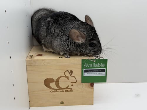 MARCY - Chinchilla available for adoption