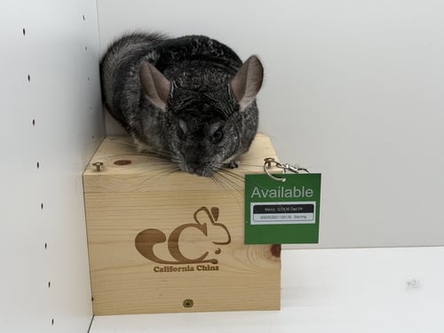 MARCY - Chinchilla available for adoption