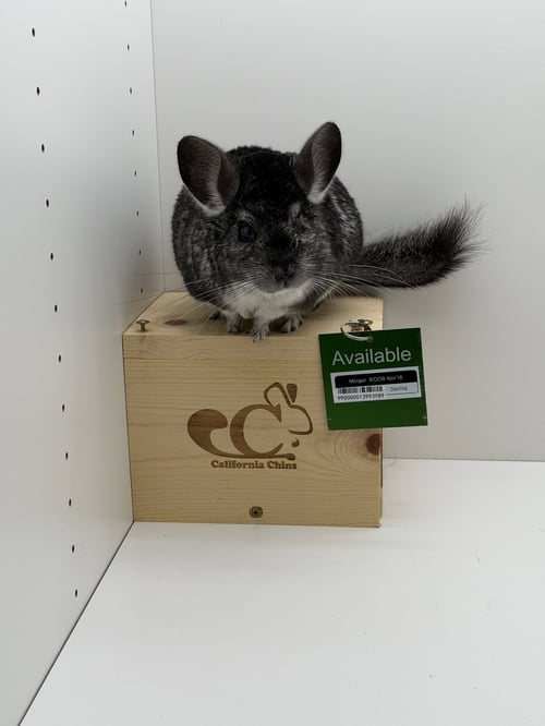 MORGAN - Chinchilla available for adoption