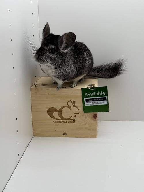 MORGAN - Chinchilla available for adoption