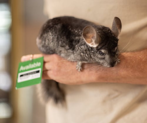 SPARKS - Chinchilla available for adoption
