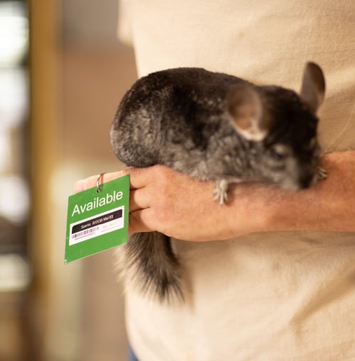 SPARKS - Chinchilla available for adoption