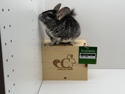 JEROME - Chinchilla available for adoption