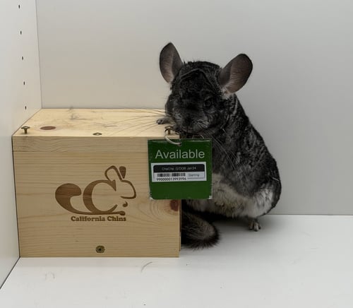 CHACHA - Chinchilla available for adoption