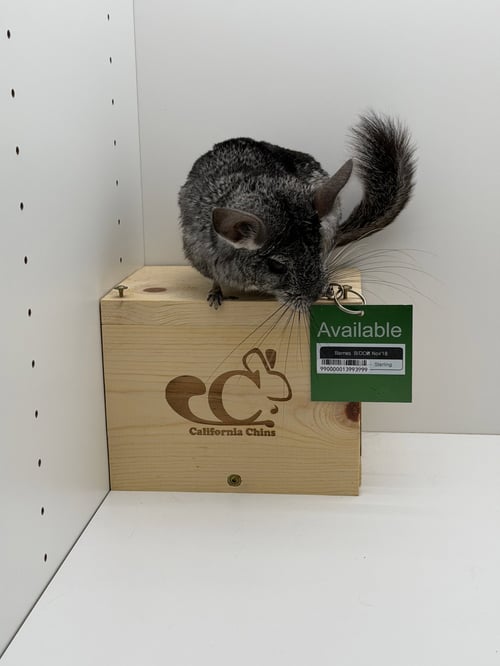 BARNES - Chinchilla available for adoption