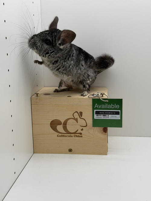 BARNES - Chinchilla available for adoption