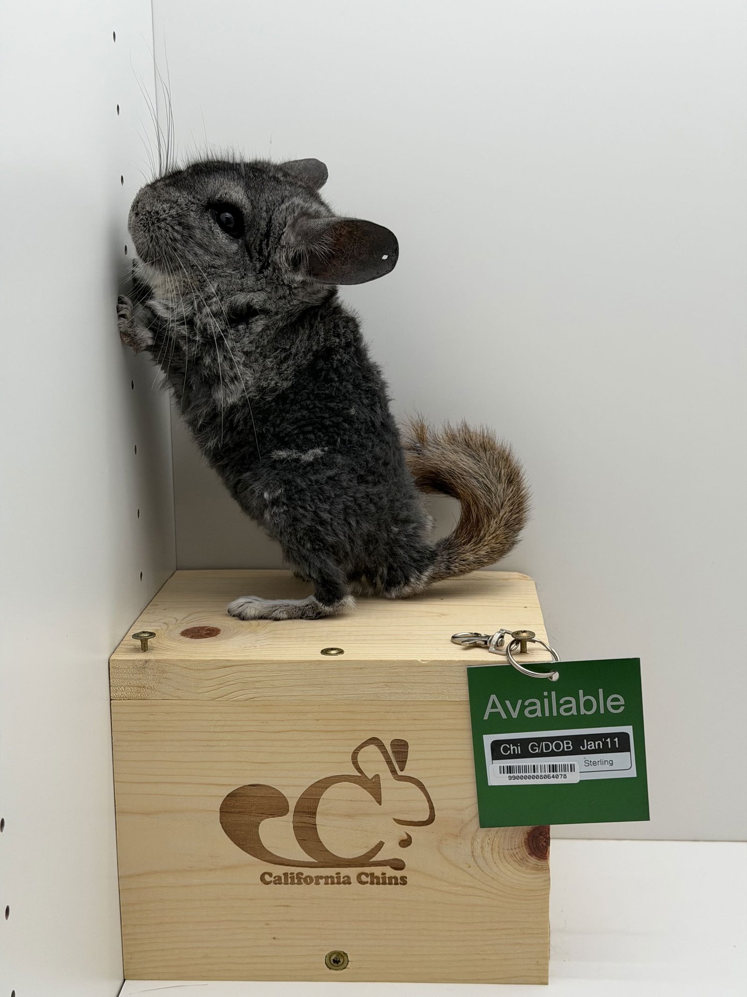 CHI - Chinchilla available for adoption