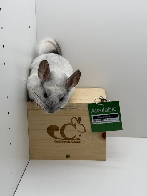 SOPHIE - Chinchilla available for adoption
