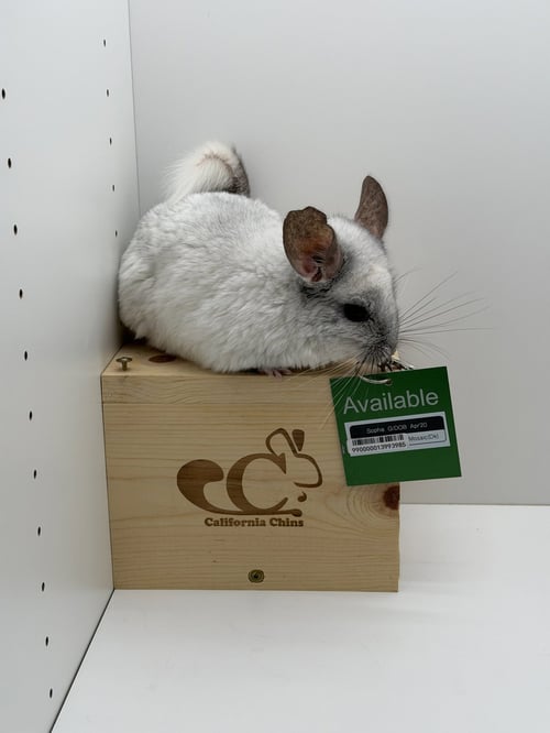 SOPHIE - Chinchilla available for adoption