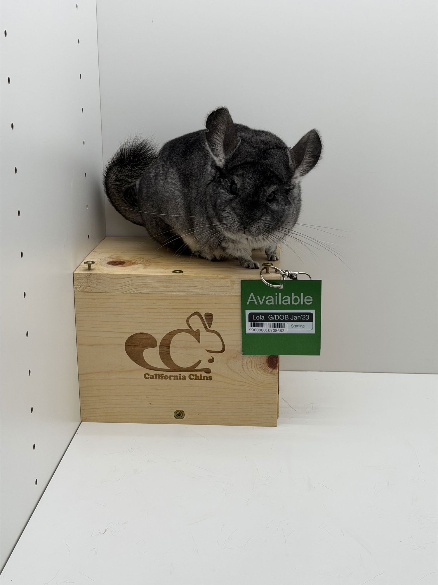 LOLA - Chinchilla available for adoption