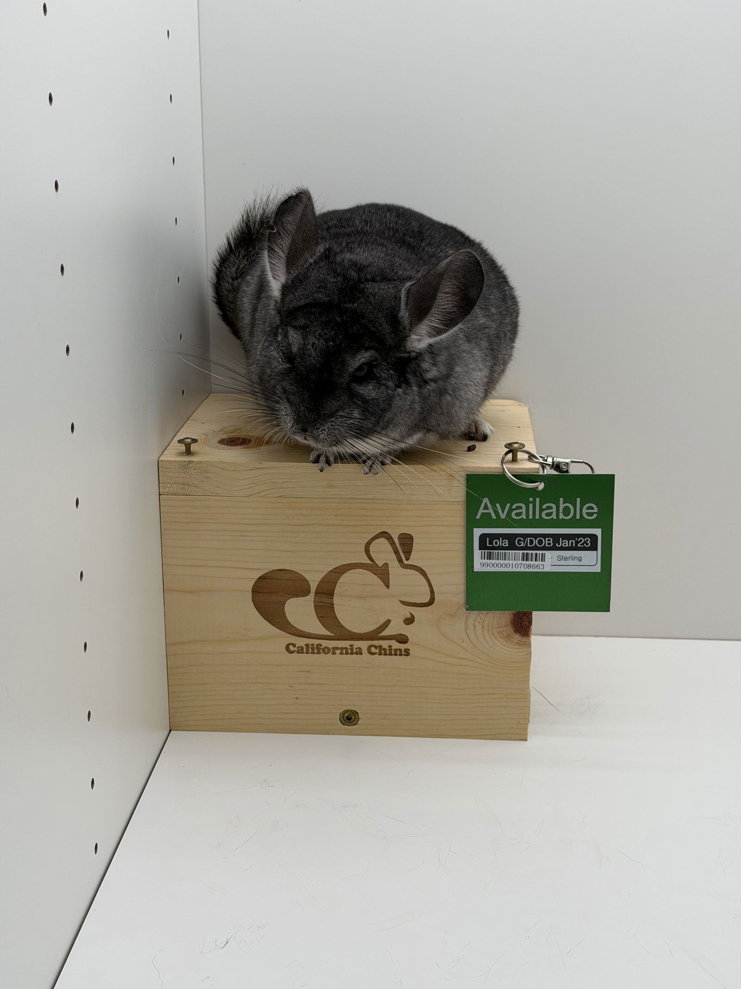 LOLA - Chinchilla available for adoption