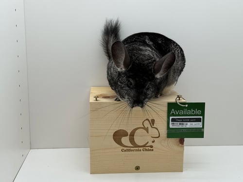 CHANEL - Chinchilla available for adoption