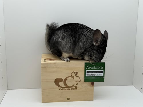 CHANEL - Chinchilla available for adoption