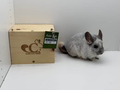 OPAL - Chinchilla available for adoption