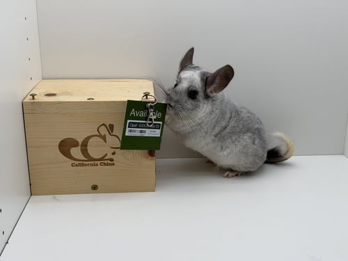 OPAL - Chinchilla available for adoption