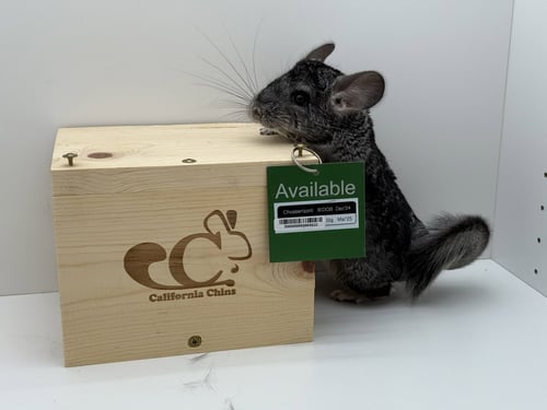 CHOPPER - Chinchilla available for adoption