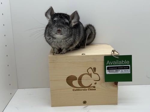 CHOPPER - Chinchilla available for adoption