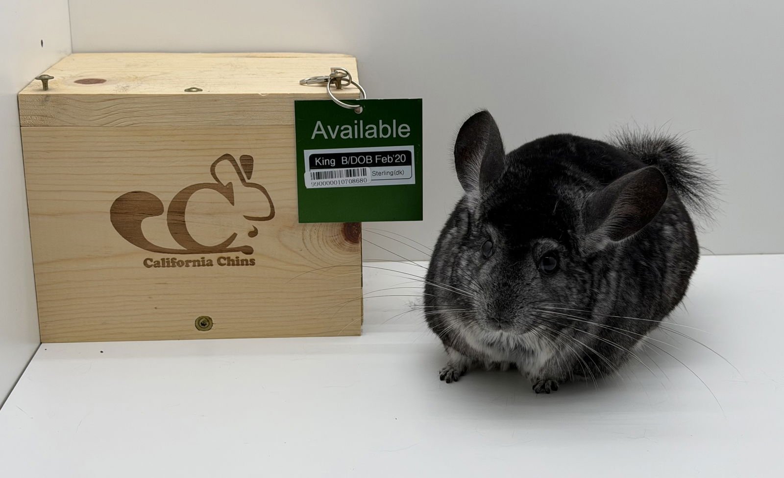 KING - Chinchilla available for adoption