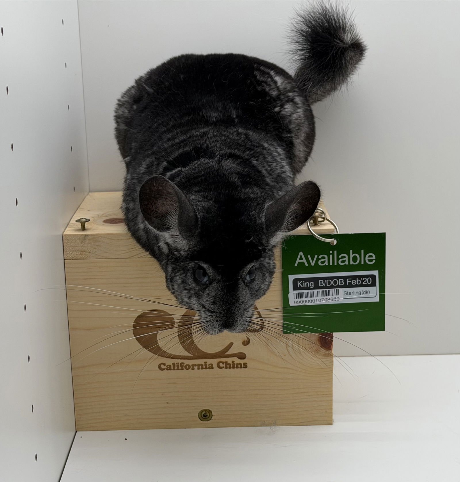 KING - Chinchilla available for adoption