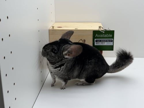 TAJIN - Chinchilla available for adoption
