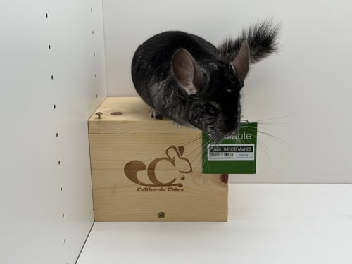TAJIN - Chinchilla available for adoption