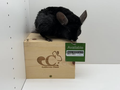 MORRIS - Chinchilla available for adoption