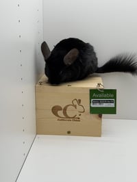Morris - Photo 3